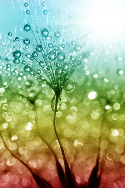 Dewy dandelion flower — Stock Photo, Image