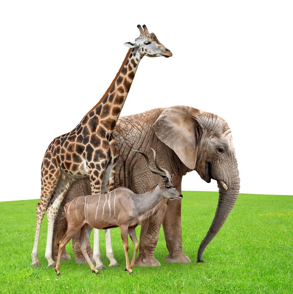 Giraffe, Elefant und Kudu — Stockfoto