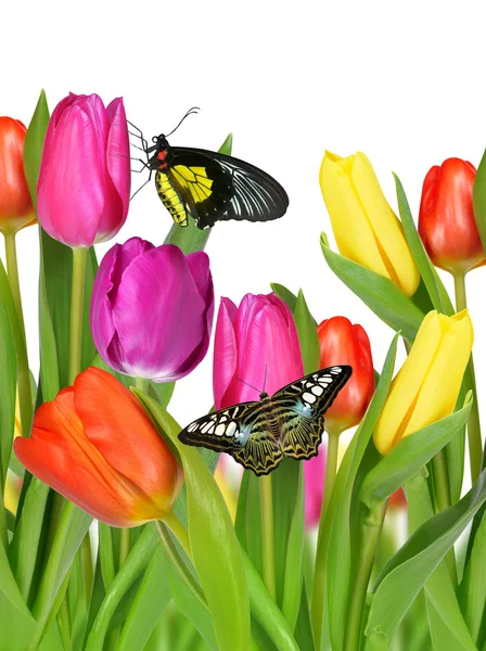 Lila, a sárga és a piros tulipán — Stock Fotó