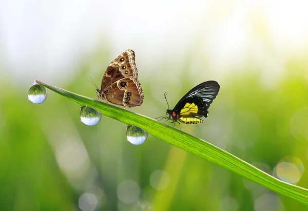 Gocce di rugiada e farfalle — Foto Stock