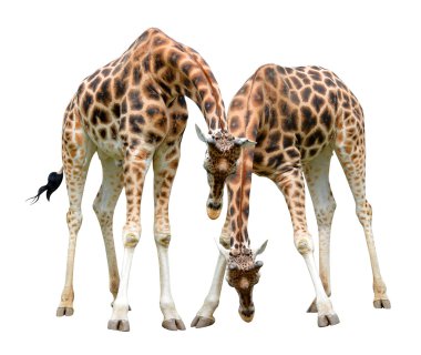 giraffes clipart