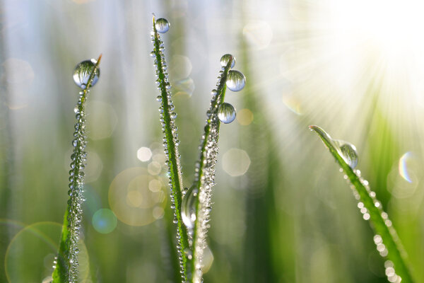 Fresh green grass with water drops closeup.