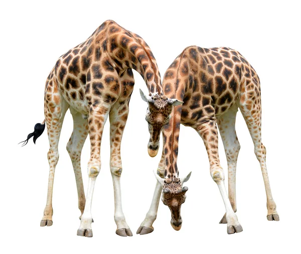 Giraffen — Stockfoto