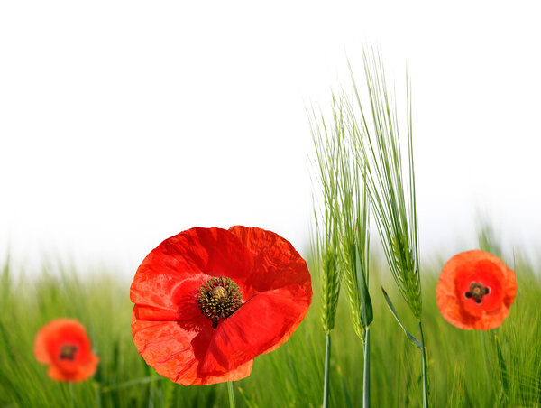 Red poppies in green barley field.