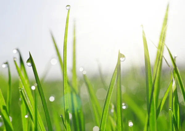 Свежая зеленая трава с капельками росы крупным планом — стоковое фото