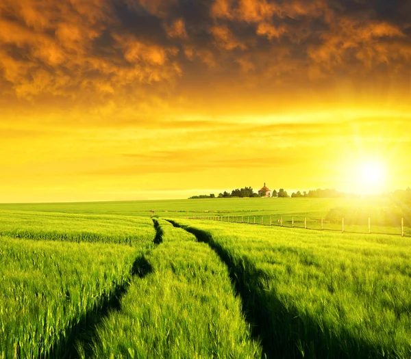 Barley fields — Stock Photo, Image