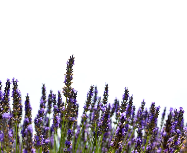 Цветущий лавандой цветок ароматных полей — стоковое фото