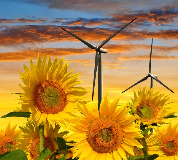 Słonecznikowe pole z turbin wiatrowych — Zdjęcie stockowe