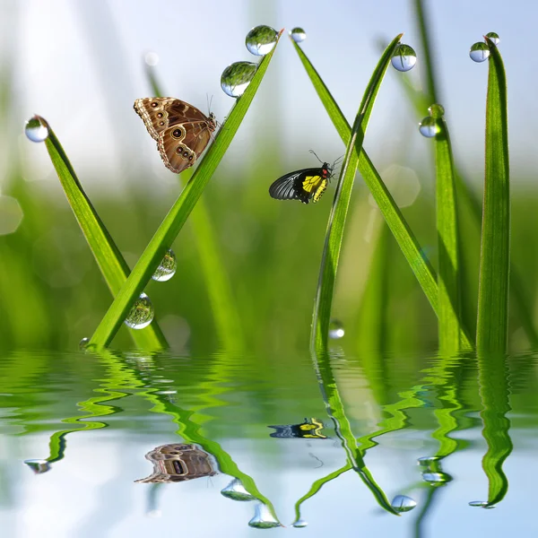 Dew drops and butterflies — Stock Photo, Image