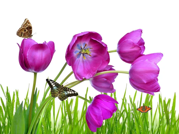 Harmatos, zöld fűvel lila tulipán — Stock Fotó