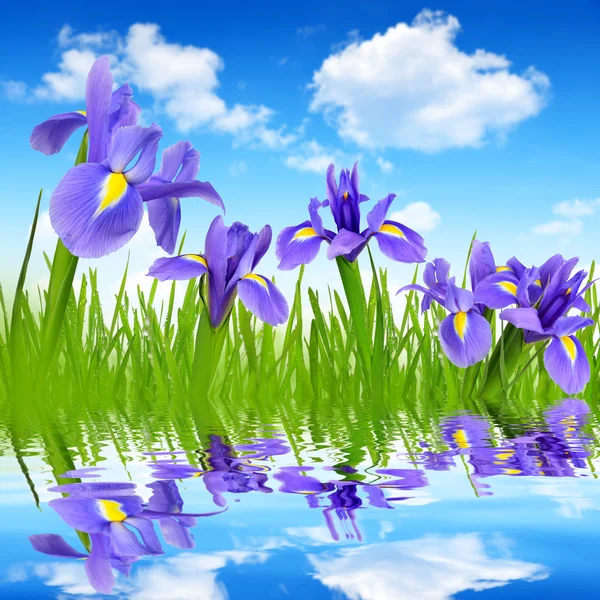 Iris flowers — Stock Photo, Image