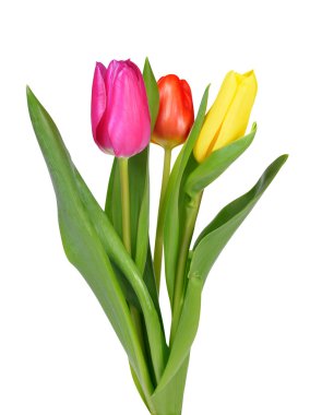 Mor, sarı ve kırmızı lale yeşil yaprak