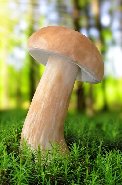 Ehető gomba (Boletus edulis) ) — Stock Fotó