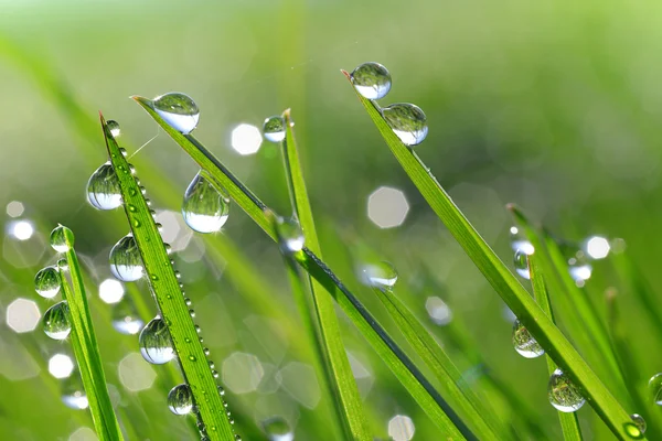 Taze yeşil çimen çiy ile portre damla
