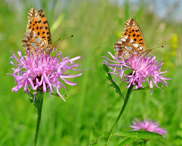 Motyle Fabriciana aglaia — Zdjęcie stockowe