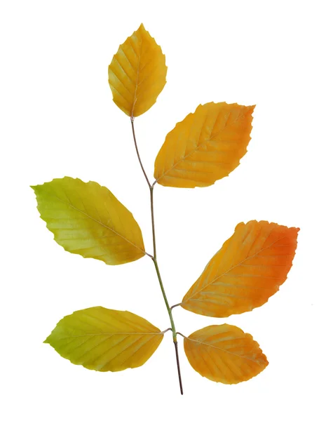 Jesień oddział Buk z kolorowych liści — Zdjęcie stockowe