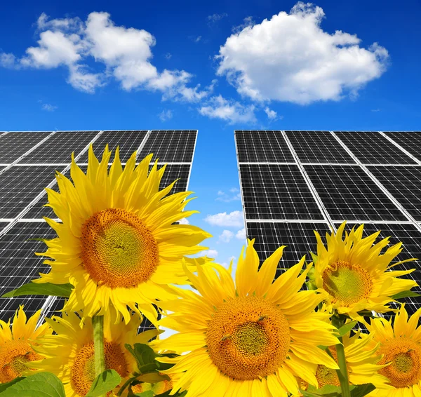 盛开的向日葵，在背景太阳能电池板 — 图库照片
