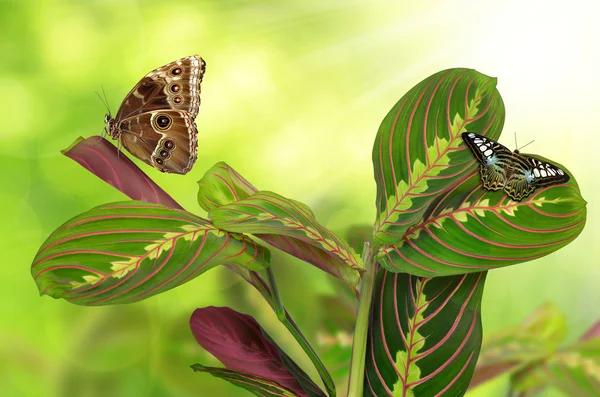 Maranta tricolor com borboletas — Fotografia de Stock