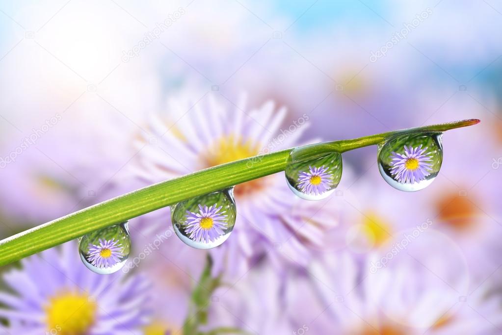 Gota de agua en flor fotos de stock, imágenes de Gota de agua en flor sin royalties - Página 5 | Depositphotos Gota de agua en flor fotos de stock, imágenes de Gota de agua en flor sin royalties - Página 5 | Depositphotos