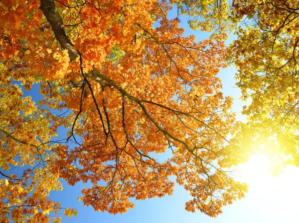 Autumnal trees — Stock Photo, Image