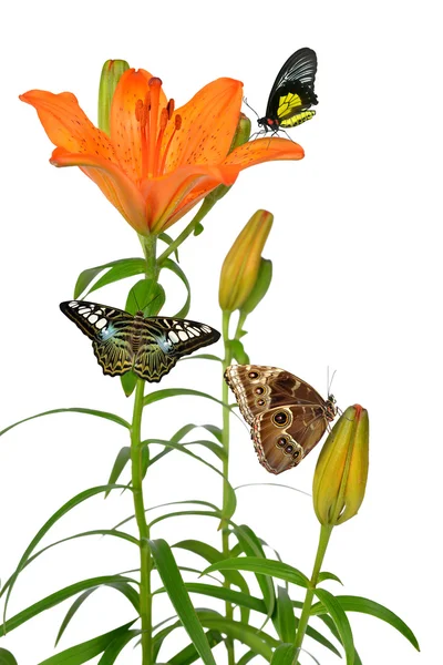 Orange lily flower with butterflies — Stock Photo, Image