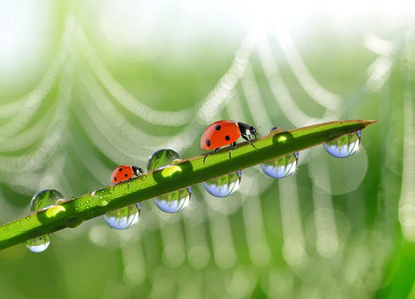 Fresh green grass with morning dew and ladybirds. — Stock Photo, Image