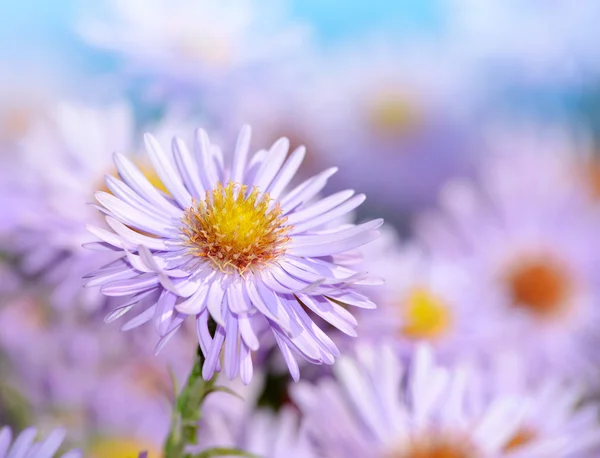 Voorjaarsbloemen — Stockfoto