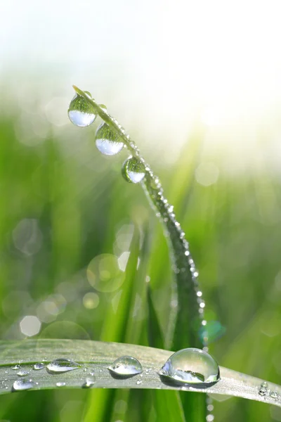 Hierba verde fresca con gotas de rocío . —  Fotos de Stock