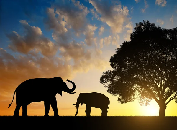 Siluet gajah — Stok Foto