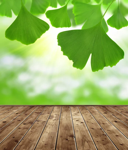 Blätter des Ginkgo biloba — Stockfoto