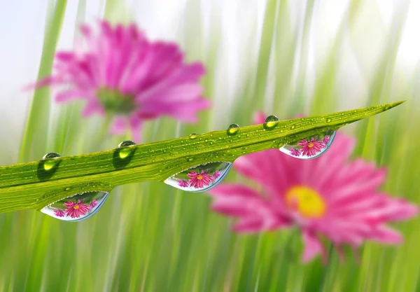 新鮮な緑の草露滴クローズ アップ — ストック写真