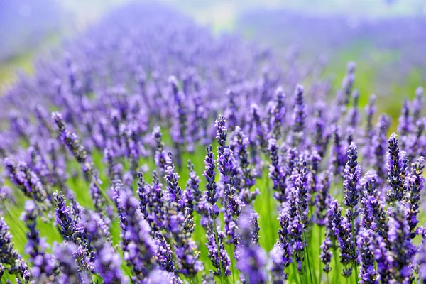 Fiore di lavanda — Foto Stock