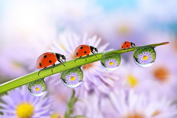 Flores en las gotas de rocío sobre la hierba verde y las mariquitas — Foto de Stock