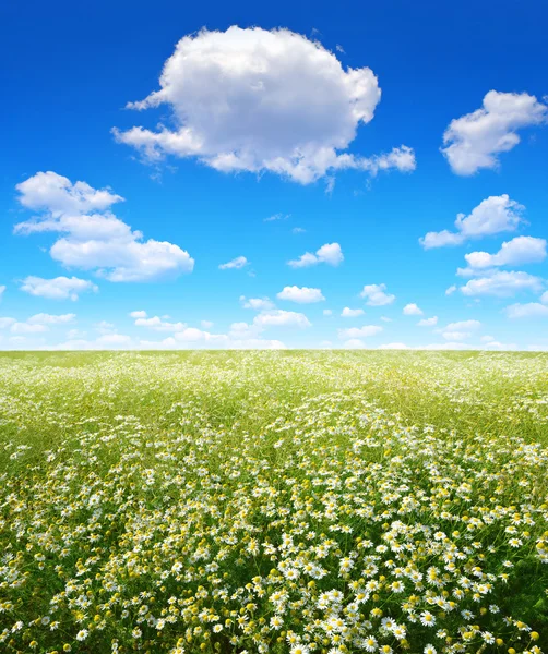 field of marguerites