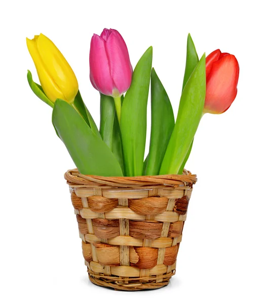 Purple, yellow and red tulip in pot — Stock Photo, Image