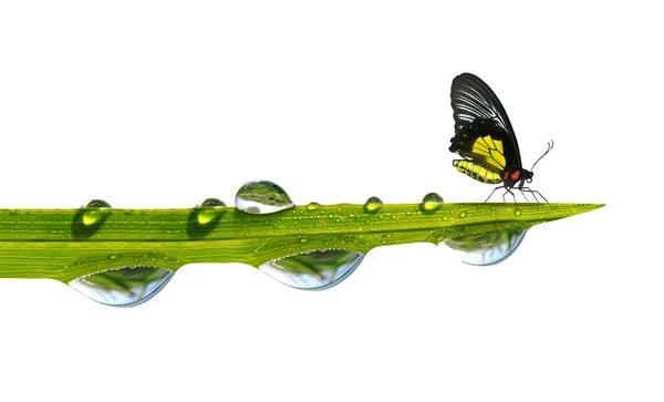 Mariposa sentada sobre hierba verde con gotas de rocío —  Fotos de Stock