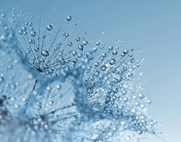 Dewy dandelion — Stock Photo, Image