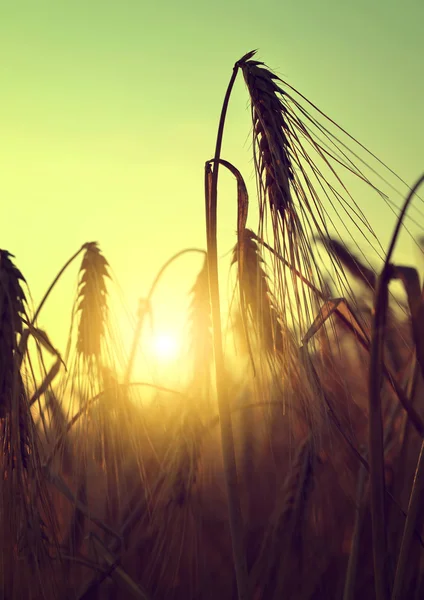 Silhouette of a barley field — Stock Photo, Image
