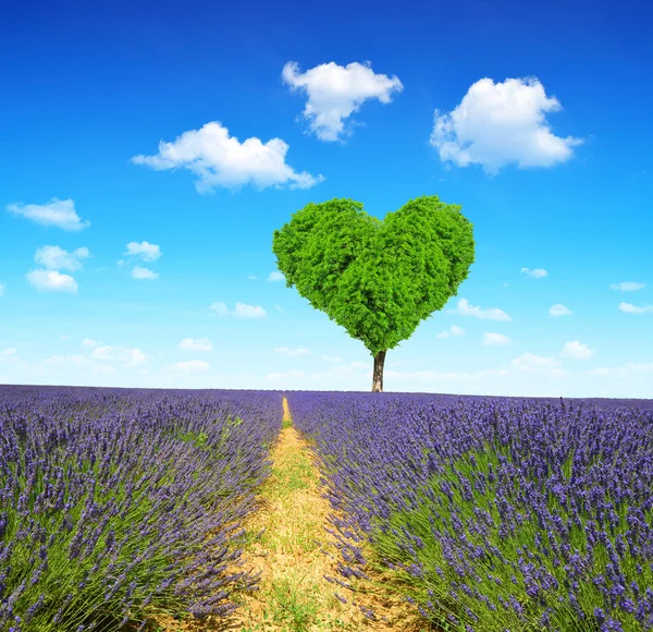 Campo di lavanda — Foto Stock