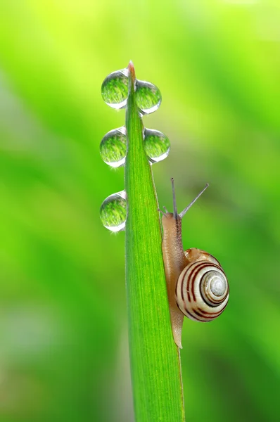 Escargot sur herbe rosée Image En Vente