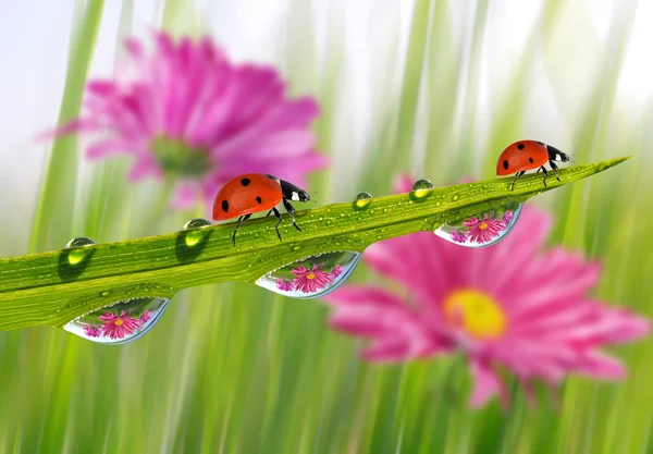 Verse groene gras met dauw druppels en lieveheersbeestjes — Stockfoto