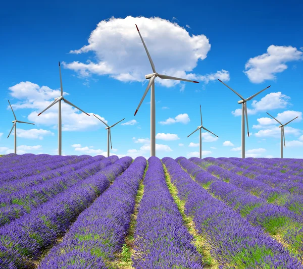 Campo de lavanda — Foto de Stock