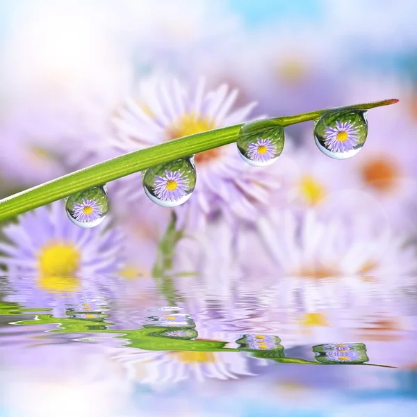 Fiori nelle gocce di rugiada sull'erba verde — Foto Stock