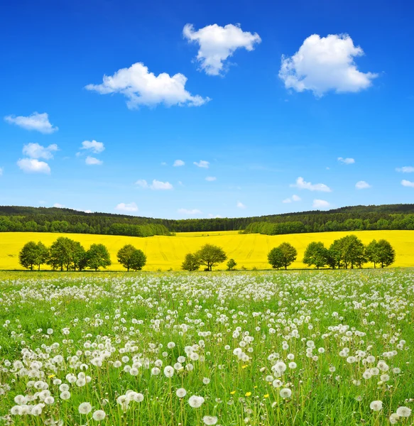 Dandelions on the meadow — Stock Photo, Image
