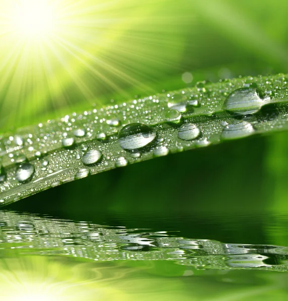 Grama verde fresca com gotas de água closeup . — Fotografia de Stock
