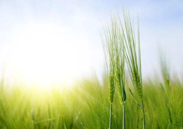 Campo de cebada verde — Foto de Stock