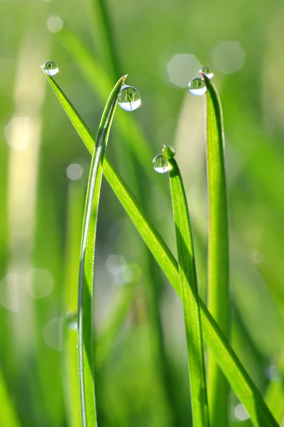 Verse groene gras met dauw druppels close-up. — Stockfoto
