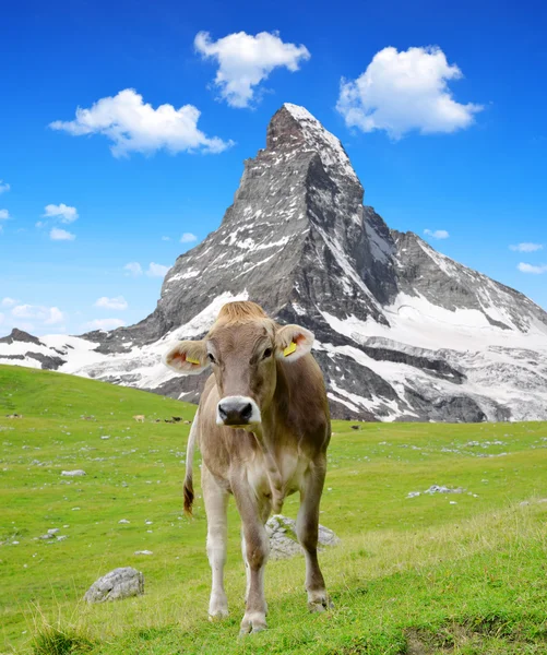Koe in het weiland. — Stockfoto
