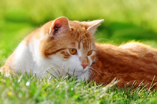 Gato jovem — Fotografia de Stock