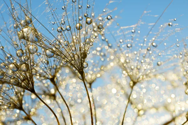 Dewy paardebloem bloem — Stockfoto